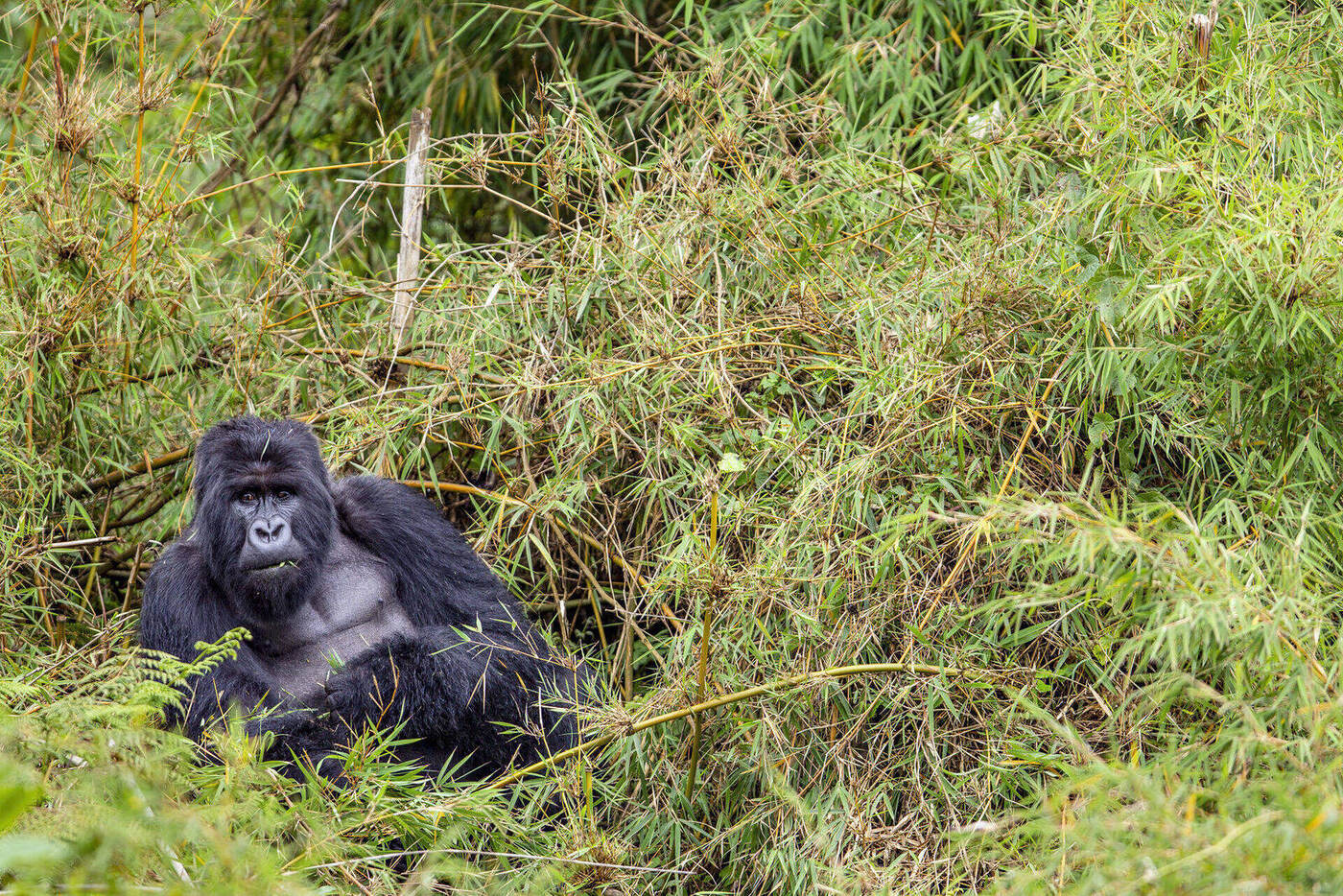 Mountain Gorilla, Uganda